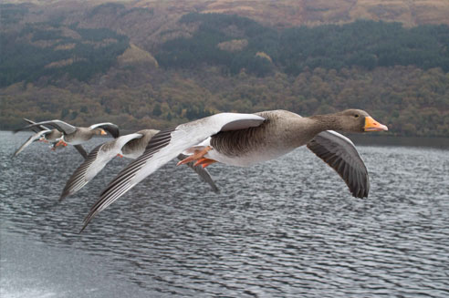 Vonulo Vadlibak Magyar Madartani Es Termeszetvedelmi Egyesulet