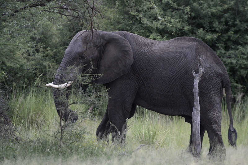 Az afrikai elefánt a bozótos dél-afrikai táj jellegzetes lakója (fotó: Palatitz Péter)