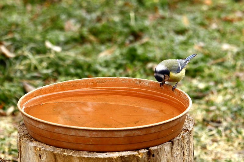 A kék cinege tarkótáji ál-arca szemből nézve, amikor a madár a fejét lehajtva eszik vagy iszik, legalább olyan jól működik, mint hátulról / False bird face [two faces bird] - Blue Tit, Parus caeruleus (Fotó/Photo: Orbán Zoltán/Zoltán Orbán).