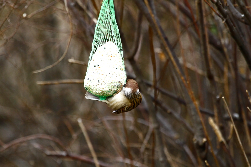 Mezei veréb szemfoltos tarkómintázata / False bird face [two faces bird] - Eurasian Tree Sparrow, Passer montanus (Fotó/Photo: Orbán Zoltán/Zoltán Orbán).