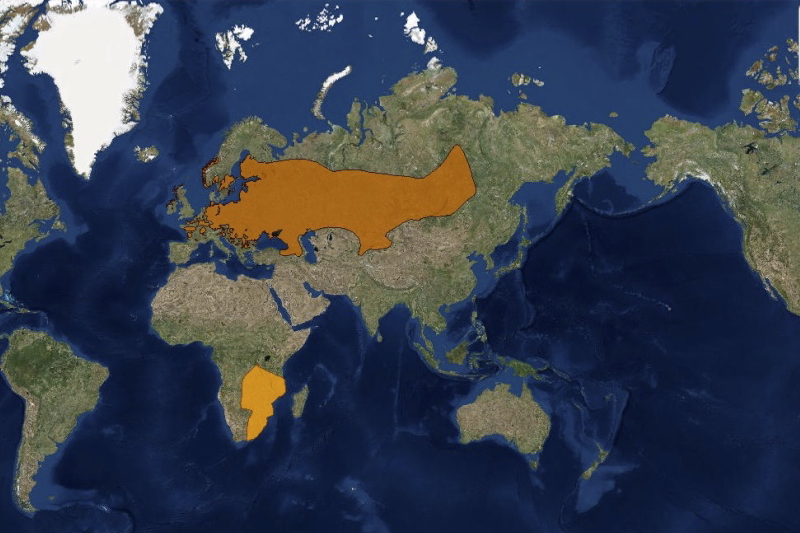 A haris elterjedési területe és afrikai telelőterülete (Forrás: iucnredlist.org).