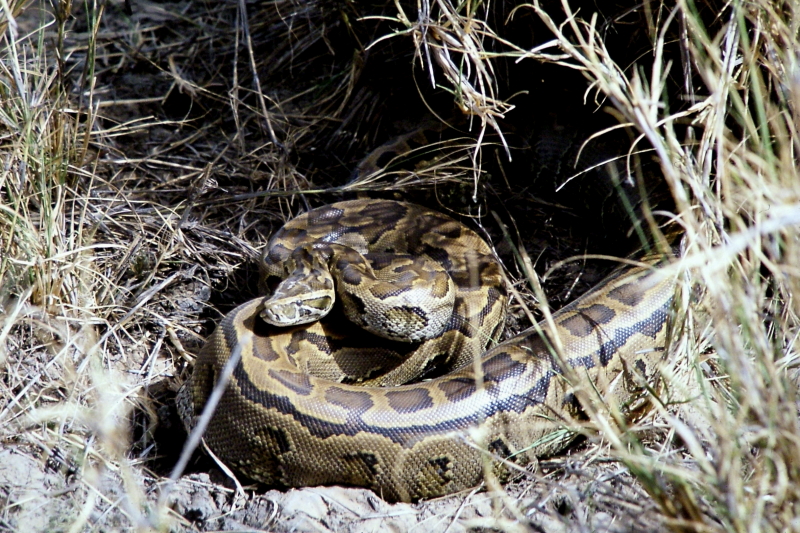 Sziklapiton / Python sebae / African rock python (Fotó: Orbán Zoltán).
