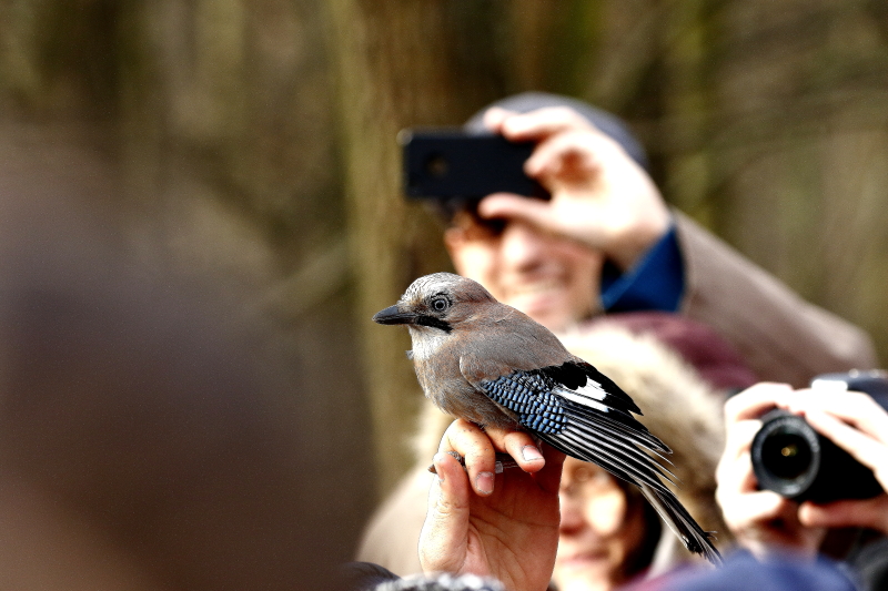 Szajkó. Bemutató madárgyűrűzés a fővárosi Farkas-erdőben 2015. december 29-én (Fotó: Orbán Zoltán).