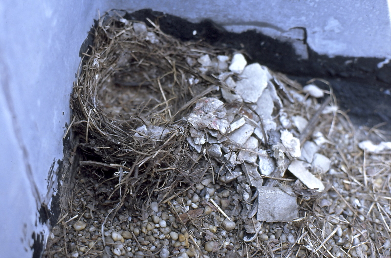 Ezeknek a lapos köveknek a szerepe a növényi fészekanyag megtámasztása ott, ahol a fészek nem süllyeszthető a talajba (Fotó: Orbán Zoltán).