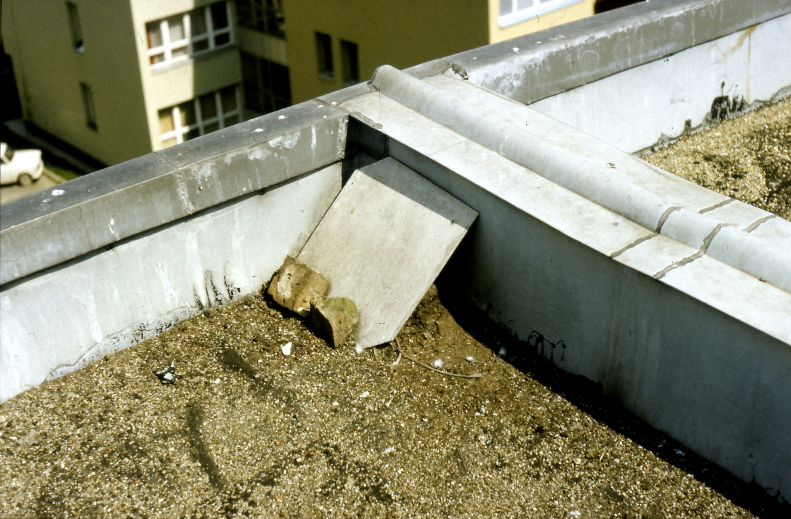 Házi/parlagi galamb fészkelőhelye lapostetőn (Fotó: Orbán Zoltán).