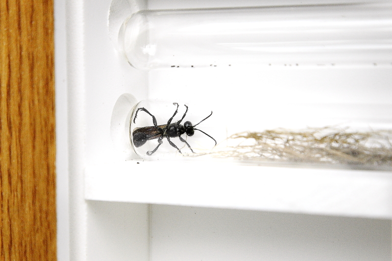 Mexikói fűdarázs látvány-méhecskehotelben / Grass-carrying Wasp (Isodontia mexicana) in "See through bug hotel" (Fotó: Orbán Zoltán).