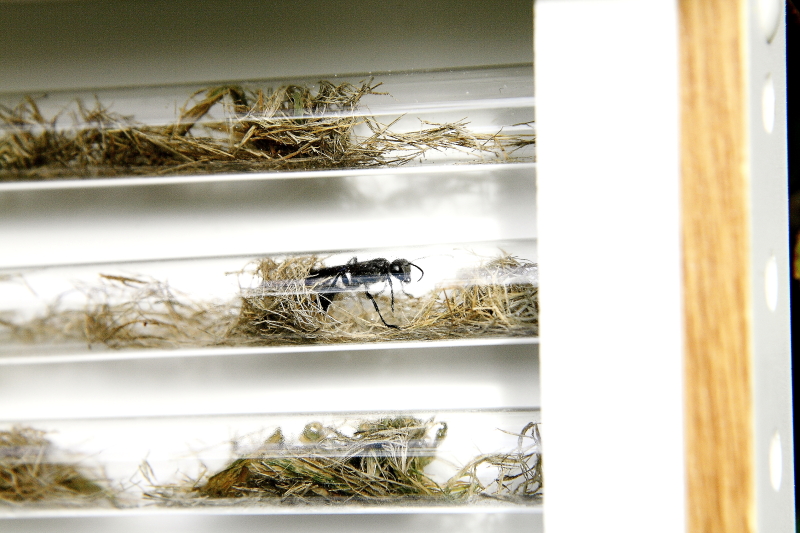 Mexikói fűdarázs látvány-méhecskehotelben / Grass-carrying Wasp (Isodontia mexicana) in "See through bug hotel" (Fotó: Orbán Zoltán).