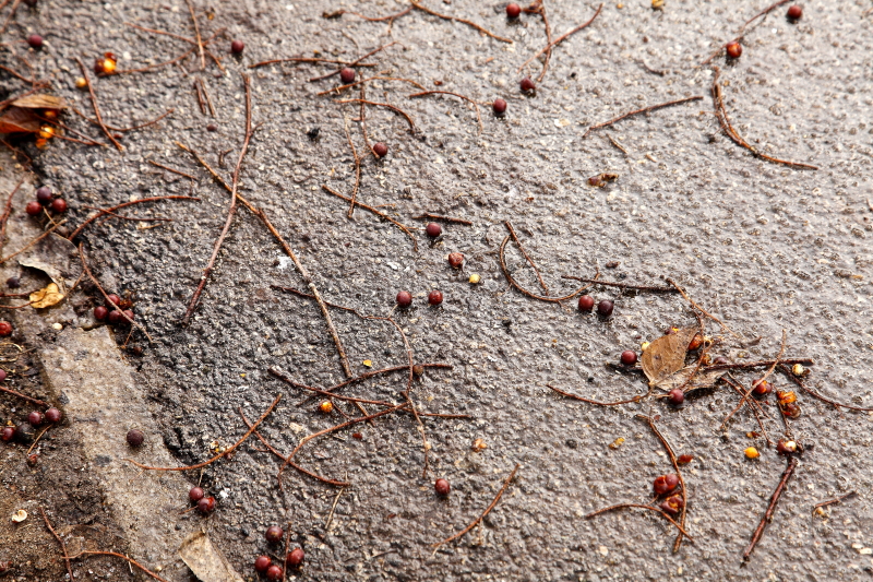 Az ostorfa termései ráadásul nagy mennyiségben hullanak a talajra, ahonnan még könnyebb felcsipegetni (Fotó: Orbán Zoltán).