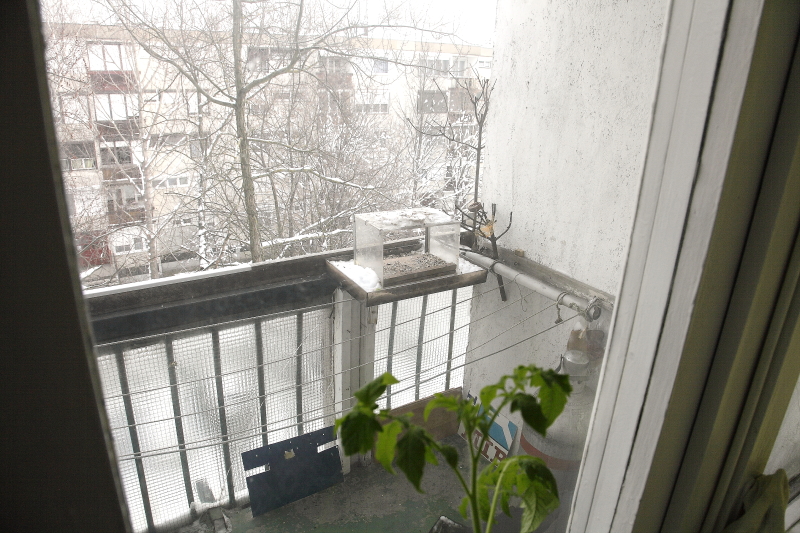 A célpont pedig ez az erkélykorlátra szerelt etető (Fotó: Orbán Zoltán).