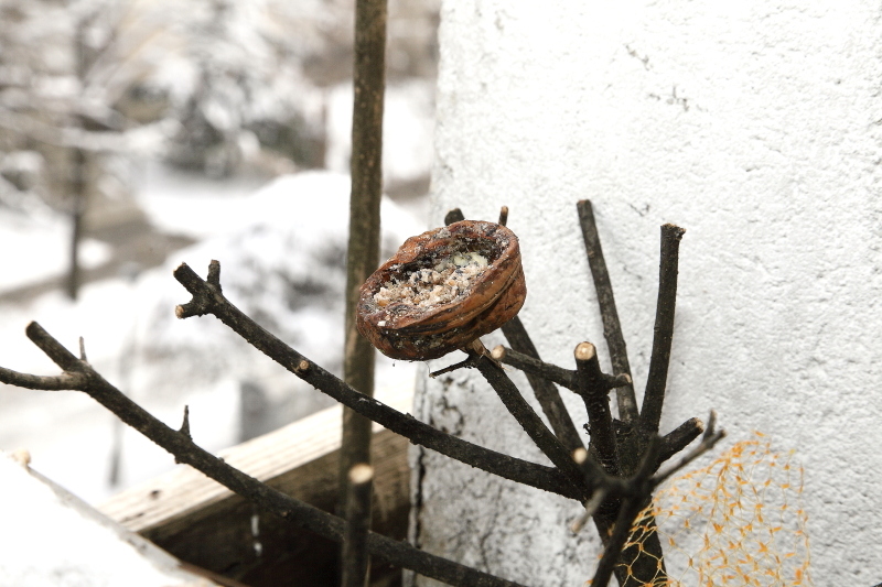 A ragasztópisztollyal rögzített fél dió a madarak helyben tartásának jó módszere (Fotó: Orbán Zoltán).