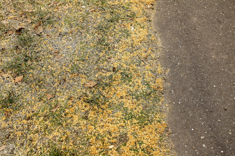 Platán magjának repítőszőr-hulladéka a fák alatt kora tavasszal, a tengelicek és más magevők (elsősorban zöldikék) több hónapos táplálkozása nyomán (Fotó: Orbán Zoltán).