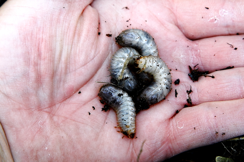 Ilyen, a talajban, korhadékban rejtőző nagytermetű lárvák (a képen valószínűleg rózsabogáré) jelenléte vonzza a tőrösdarazsakat (Fotó: Orbán Zoltán).