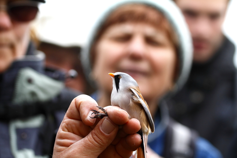 Bemutató madárgyűrűzés öreg hím barkóscinegével (Fotó: Orbán Zoltán)