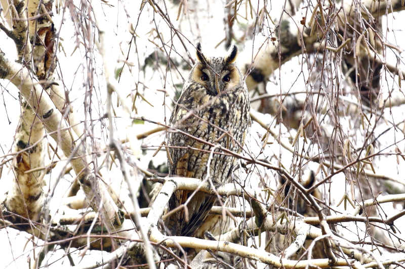 Lombhullató fákon a telelő erdei fülesbaglyok szabad szemmel is jól láthatók, számlálhatók (Fotó: Orbán Zoltán)