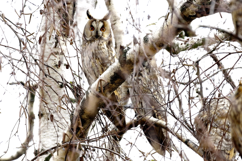Lombhullató fákon a telelő erdei fülesbaglyok szabad szemmel is jól láthatók, számlálhatók (Fotó: Orbán Zoltán)