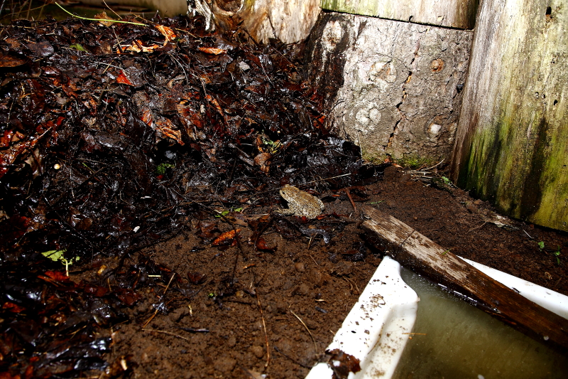 Vízóraaknából mentett barna varangyok peterakóhely mellé épített menedéknél (Fotó: Orbán Zoltán)