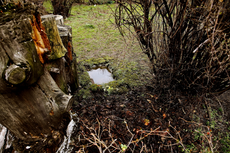 Béka peterakóhely kertben, földbe süllyesztett „tejes ládából” (Fotó: Orbán Zoltán) 