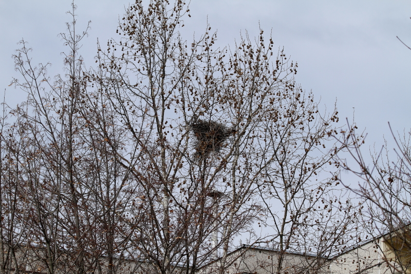 Dolmányos varjú fészke lakótelepen (Fotó: Orbán Zoltán)