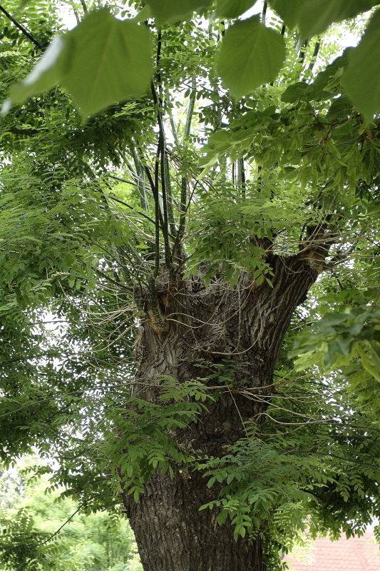 Utcai fasorban költő erdei fülesbagoly (Fotó: Orbán Zoltán)