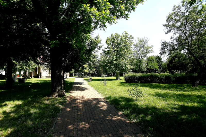 Az idősebb, odvas fákkal tarkított parkok is jó füleskuvik élőhelyek (Fotó: Orbán Zoltán)