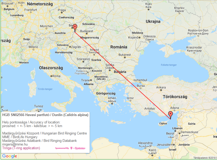 Magyar Gyurus Havasi Partfuto Cipruson Magyar Madartani Es Termeszetvedelmi Egyesulet