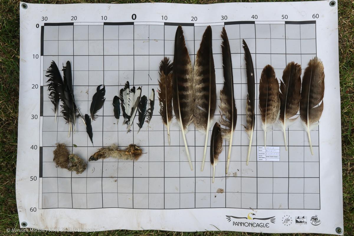 A fészekben talált zsákmánymaradványok és a genetikai mintavételhez összegyűjtött parlagi sas tollak (Fotó: Horváth Márton)