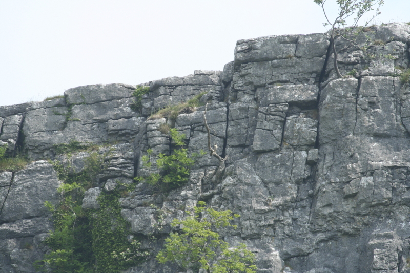 Vándorsólyom klasszikus sziklai fészkelőhelye az angliai Yorkshire Dales Nemzeti Parkba (Fotó: Orbán Zoltán)