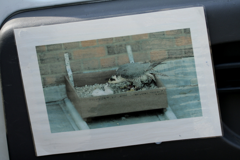 Az angliai Manchester egyik látványossága a belvárosban fészkelő vándorsólyompár - az utcán bemutatott fotó az egyik tetőn lévő költőládáról (Fotó: Orbán Zoltán)