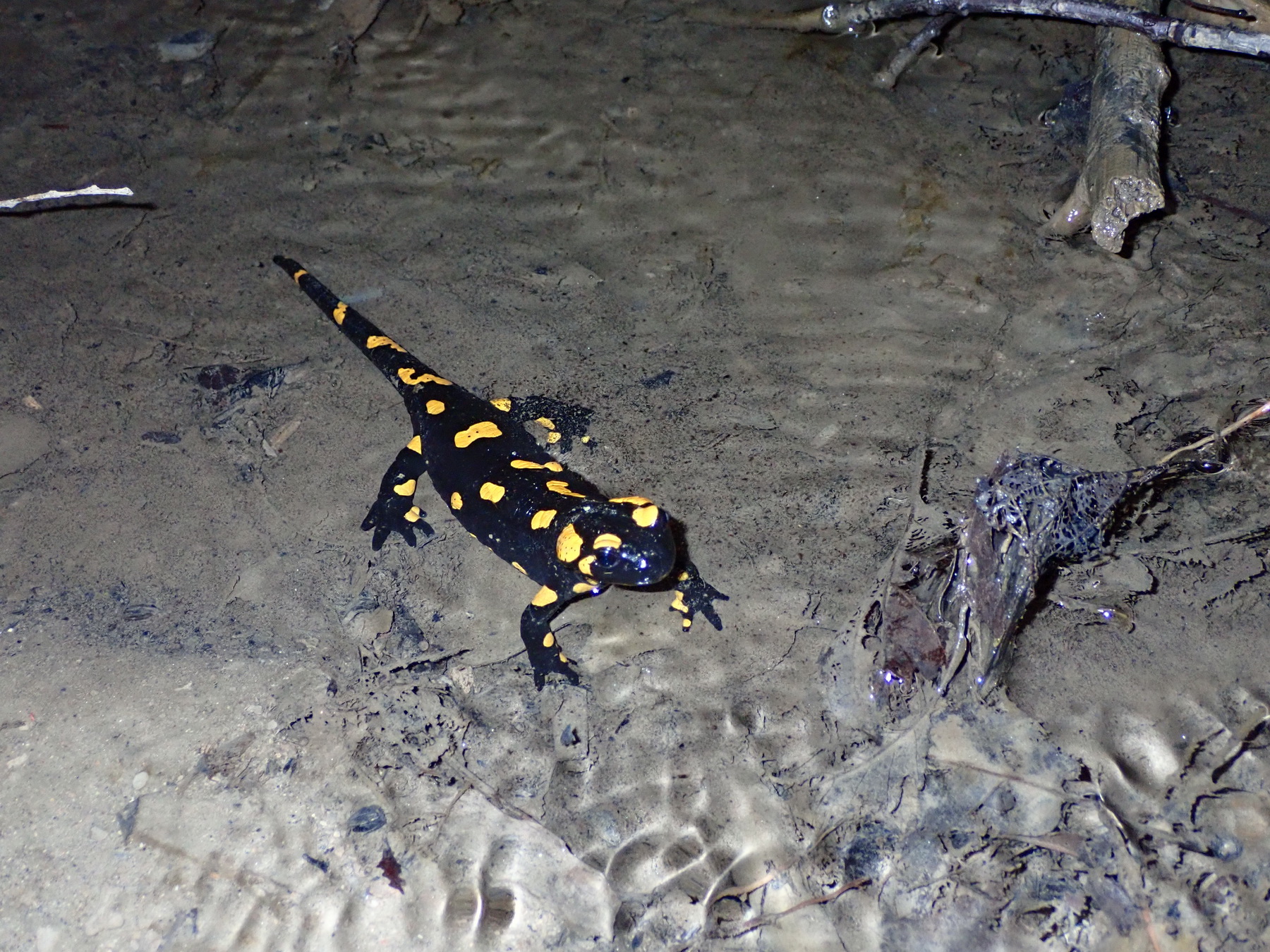 Sekély vízbe lárváit éppen beengedő szalamandra nőstény (fotó: Halpern Bálint)