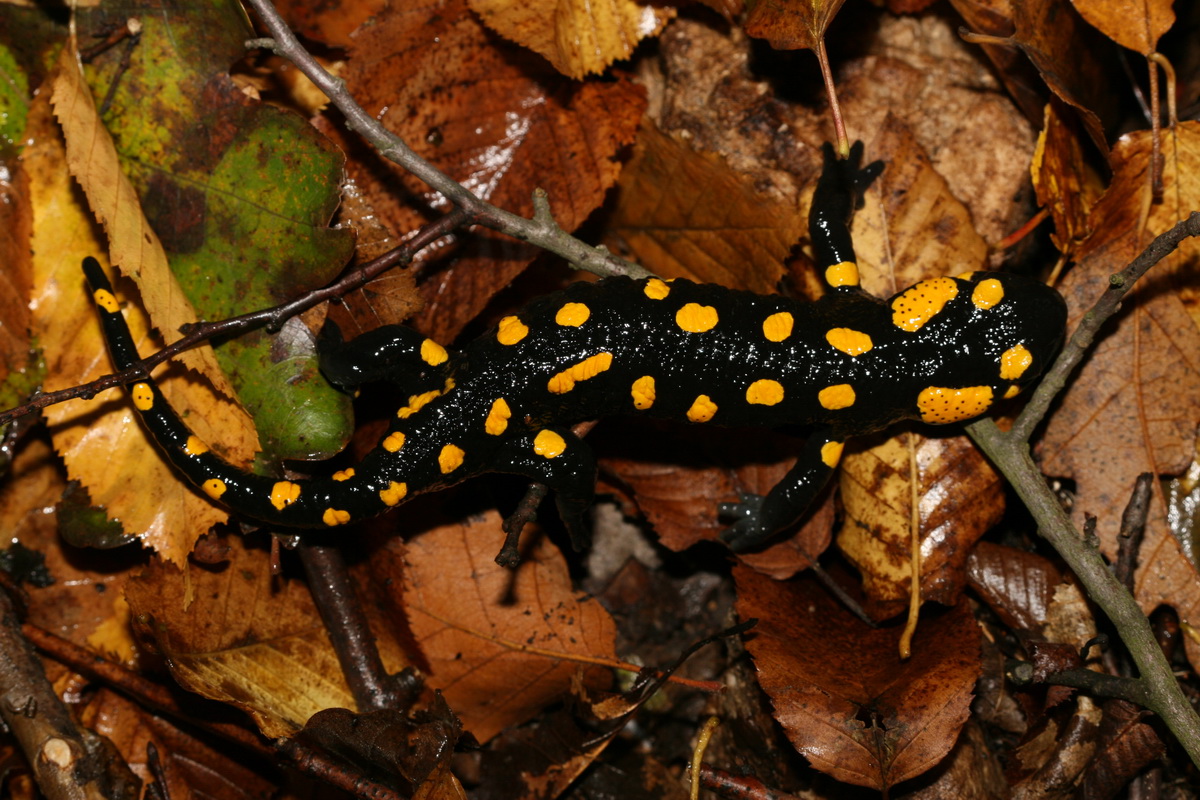 Nedves őszi avarhoz alkalmazkodott a szalamandra rejtőszíne (fotó: Halpern Bálint)