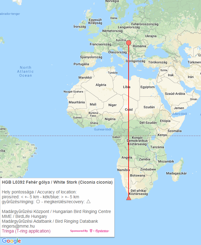 A Fokvárosnál megtalált gólya megkerülési térképe (Madárgyűrűzési Központ)