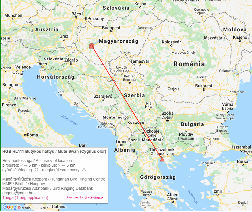 Magyar gyűrűs bütykös hattyú megkerülési térképe (Madárgyűrűzési Központ)