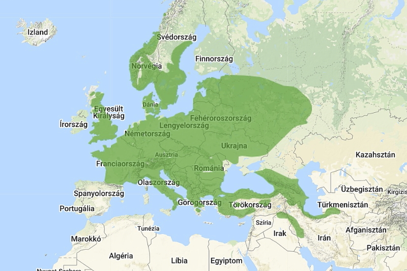 A zöld küllő globális elterjedési térképe (forrás:BidLife DataZone)