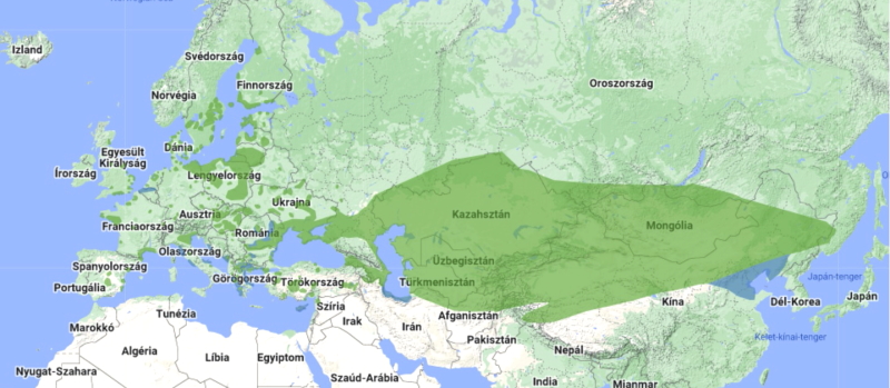 A barkóscinege világállományának csak ki része él Európában (forrás:BidLife DataZone)