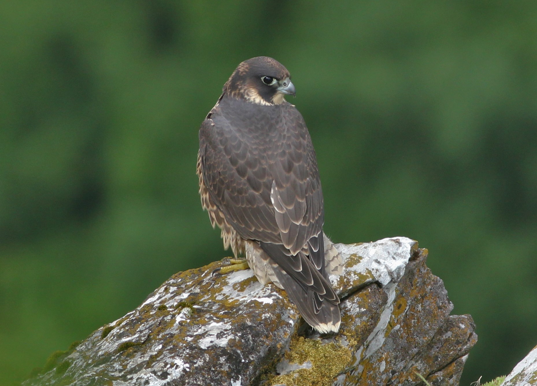 Frissen kirepült vándorsólyom fióka (Fotó: Szitta Tamás) Frissen kirepült vándorsólyom fióka (Fotó: Szitta Tamás)