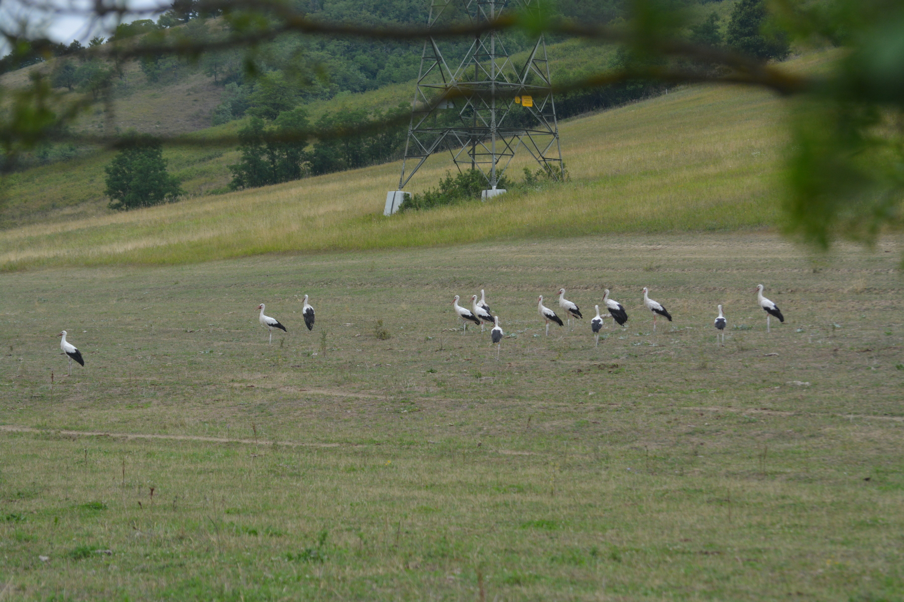 Kajtár gólyák Kisbárkány közelében 2017.07.22-én, köztük HEG9 (fotó: Papp Ferenc)