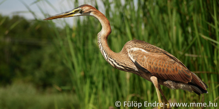 Vörös gém | Magyar Madártani és Természetvédelmi Egyesület