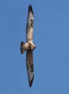 Gatyás ölyv (Fotó: Kovács András - RaptorImages.hu).