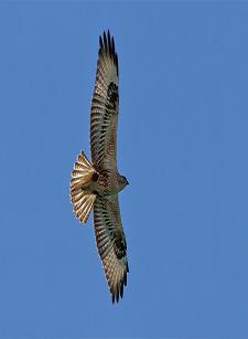 Pusztai ölyv (Fotó: Papp Gábor - RaptorImages.hu).