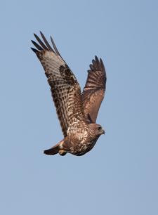 2012 év madara az egerészölyv (Fotó: Papp Gábor - RaptorImages.hu).