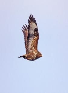 2012 év madara az egerészölyv (Fotó: Kovács András - RaptorImages.hu).