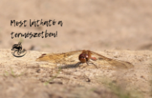 Hím harántsávos katonaszitakötő (Fotó: Nagy Róbert)