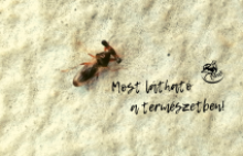 Európai nyelesszemű légy (Fotó: Lovászi Péter)