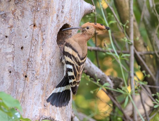 Régi zöld küllő (Picus viridis) odúban fészkelő búbosbanka (Upupa epops) / Hoopoe nesting in an old Green Woodpecker cavity. Régi zöld küllő (Picus viridis) odúban fészkelő búbosbanka (Upupa epops) / Hoopoe nesting in an old Green Woodpecker cavity.