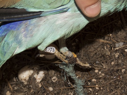 Bálazsineg egy szalakóta lábára csavarodva (Fotó: Csibrány Balázs). Bálazsineg egy szalakóta lábára csavarodva (Fotó: Csibrány Balázs).