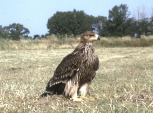 parlagi sas (fotó: Bagyura János) parlagi sas (fotó: Bagyura János)