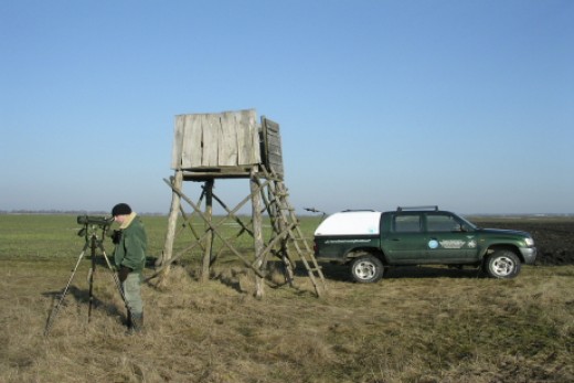 Madármegfigyelés a sasszinkron keretében (Fotó: Horváth Márton) Madármegfigyelés a sasszinkron keretében (Fotó: Horváth Márton)