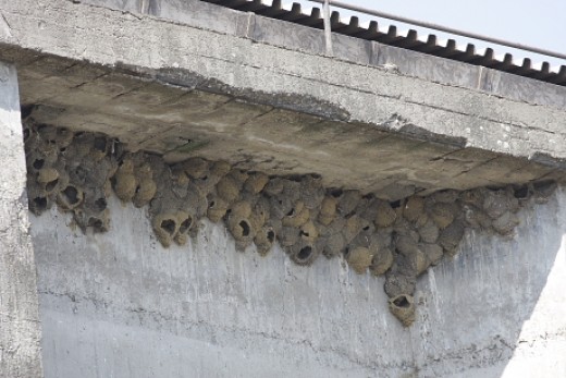 A mega molnárfecske telepnek helyet adó beton silók Tiszavasváriban (Fotó: Orbán Zoltán).