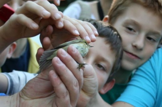 Madárgyűrűzés Fonyód (fotó:Réber Anikó) Madárgyűrűzés Fonyód (fotó:Réber Anikó)