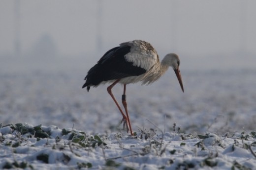 Fehér gólya a hóban (Fotó: Orbán Zoltán)